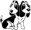 new white house dog pet