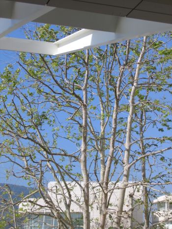 Getty Center photo tree